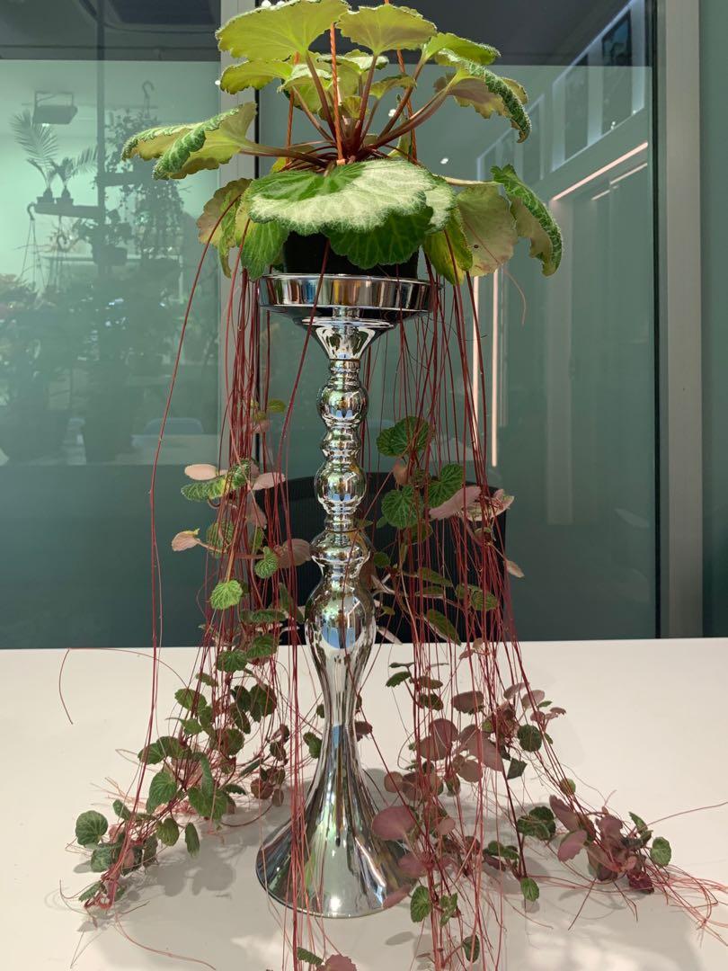 Strawberry Begonia Saxifraga Stolonifera Furniture Home Living Gardening Plants Seeds On Carousell