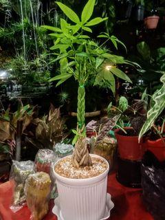 Potting Soil Flowers Plants Carousell Philippines