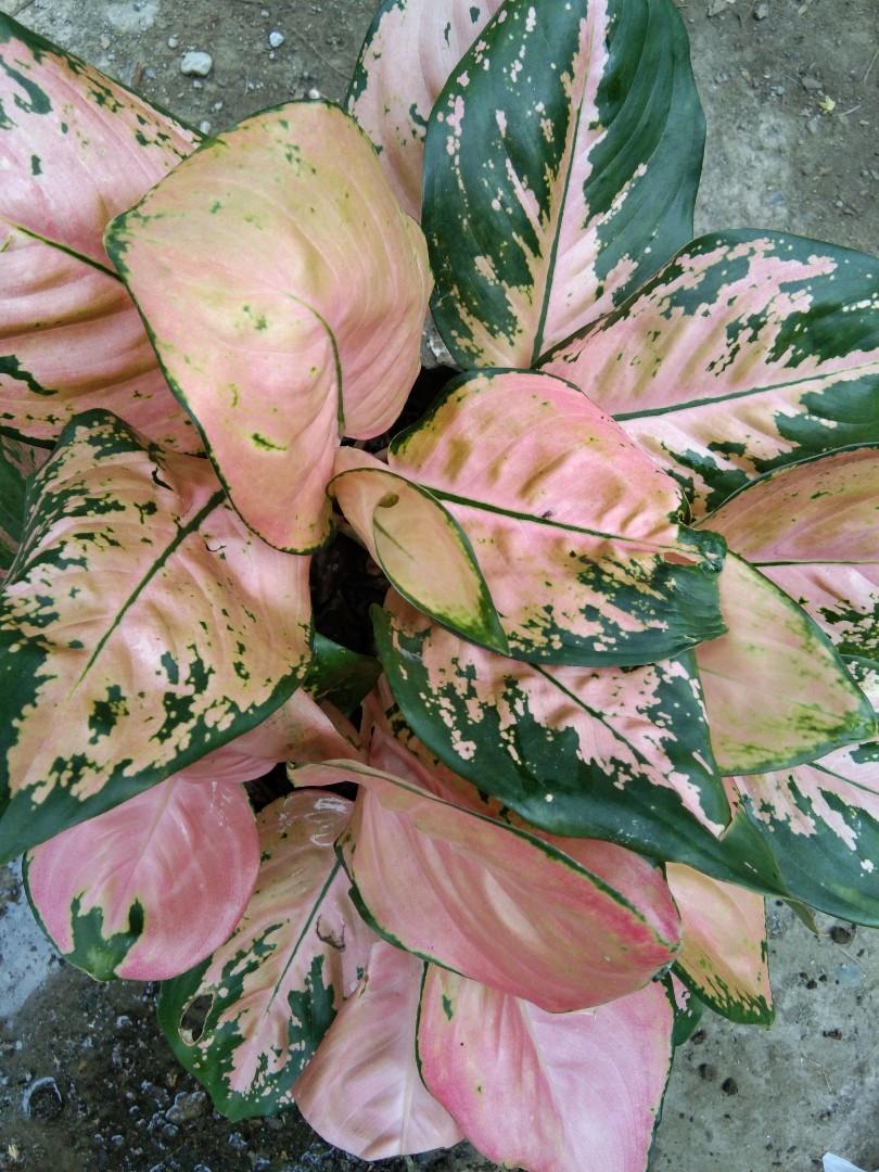 Aglaonema Cochin Gardening Flowers Plants On Carousell