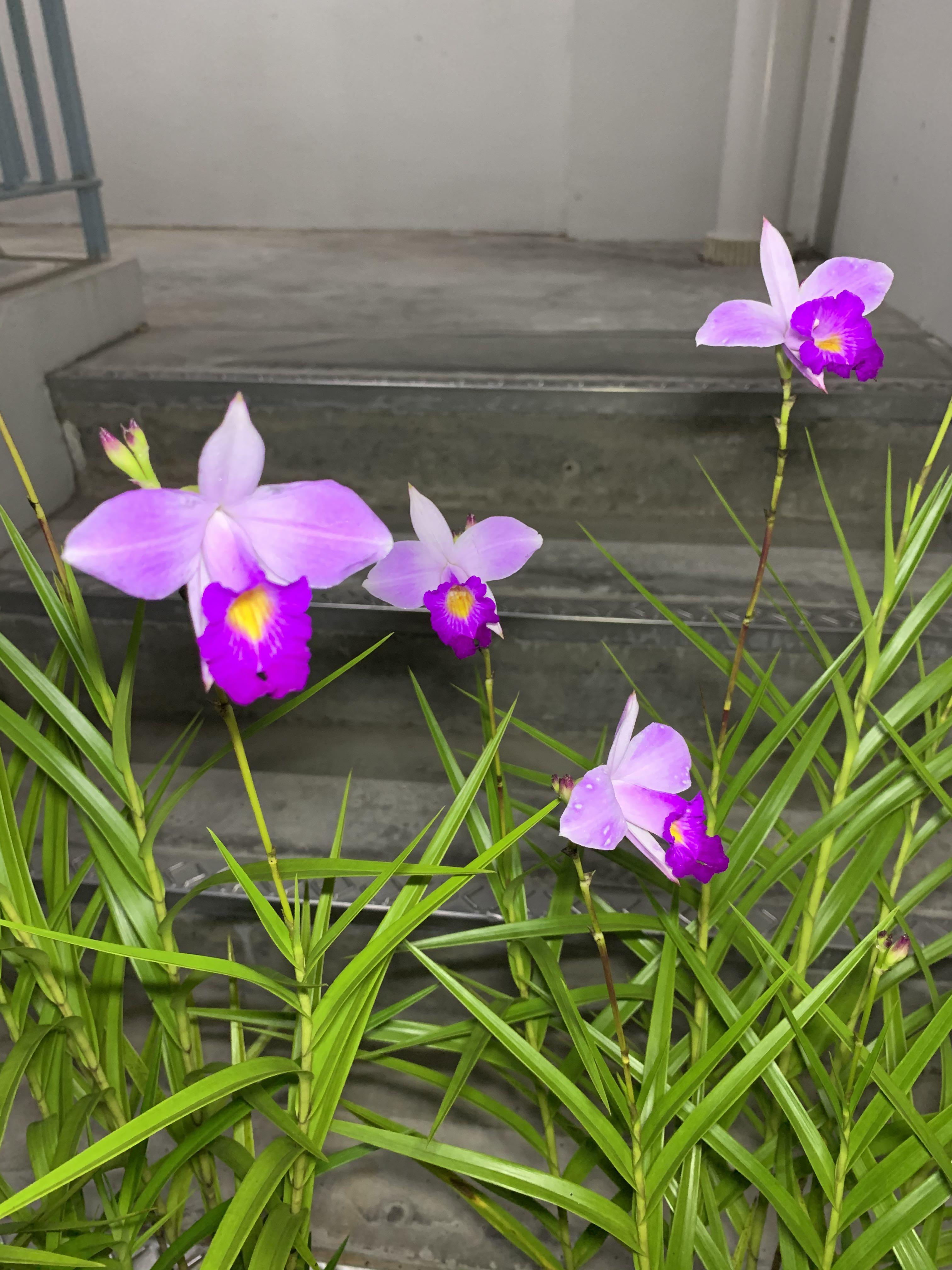Flower Bamboo Orchid 竹蘭花 Furniture Home Living Gardening Plants Seeds On Carousell