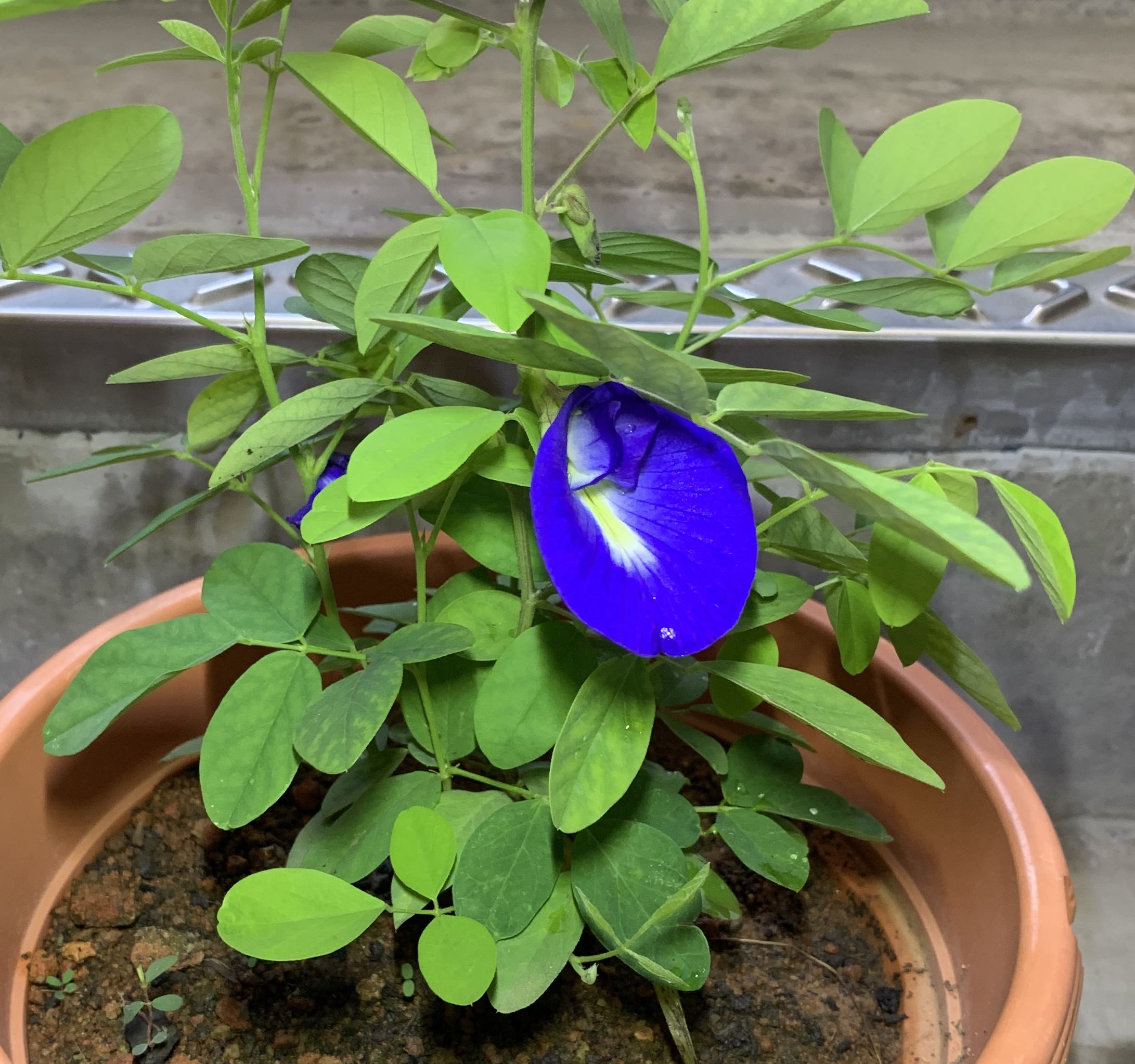 (Edibles) Butterfly Pea Flower / Blue Pea / 蝴蝶豌豆花, Furniture & Home
