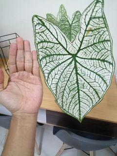 Caladium White Christmas ( 1.7 ft)
