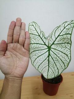 Caldium White Christmas ( 1.5 ft)