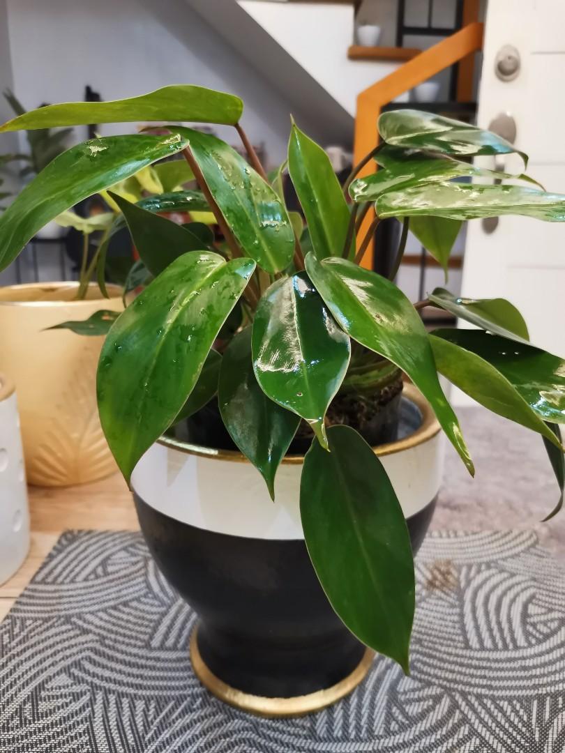 Philodendron Temptation Gardening Flowers Plants On Carousell