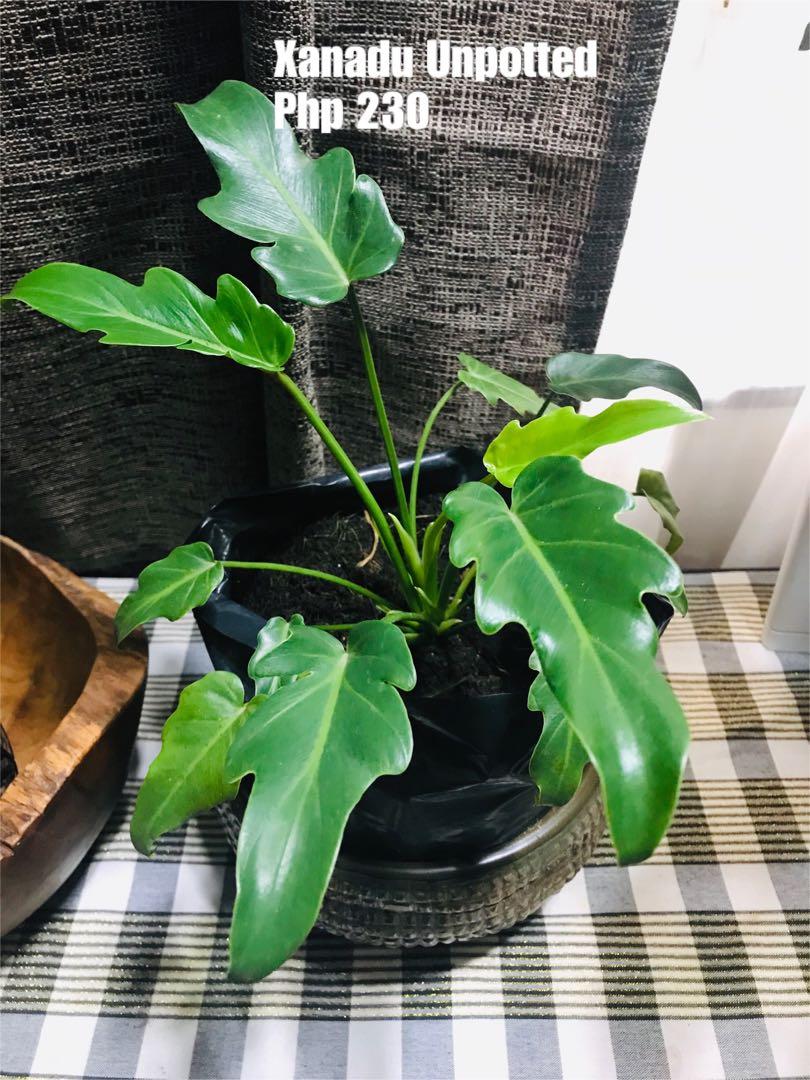 Philodendron Xanadu Gardening Flowers Plants On Carousell