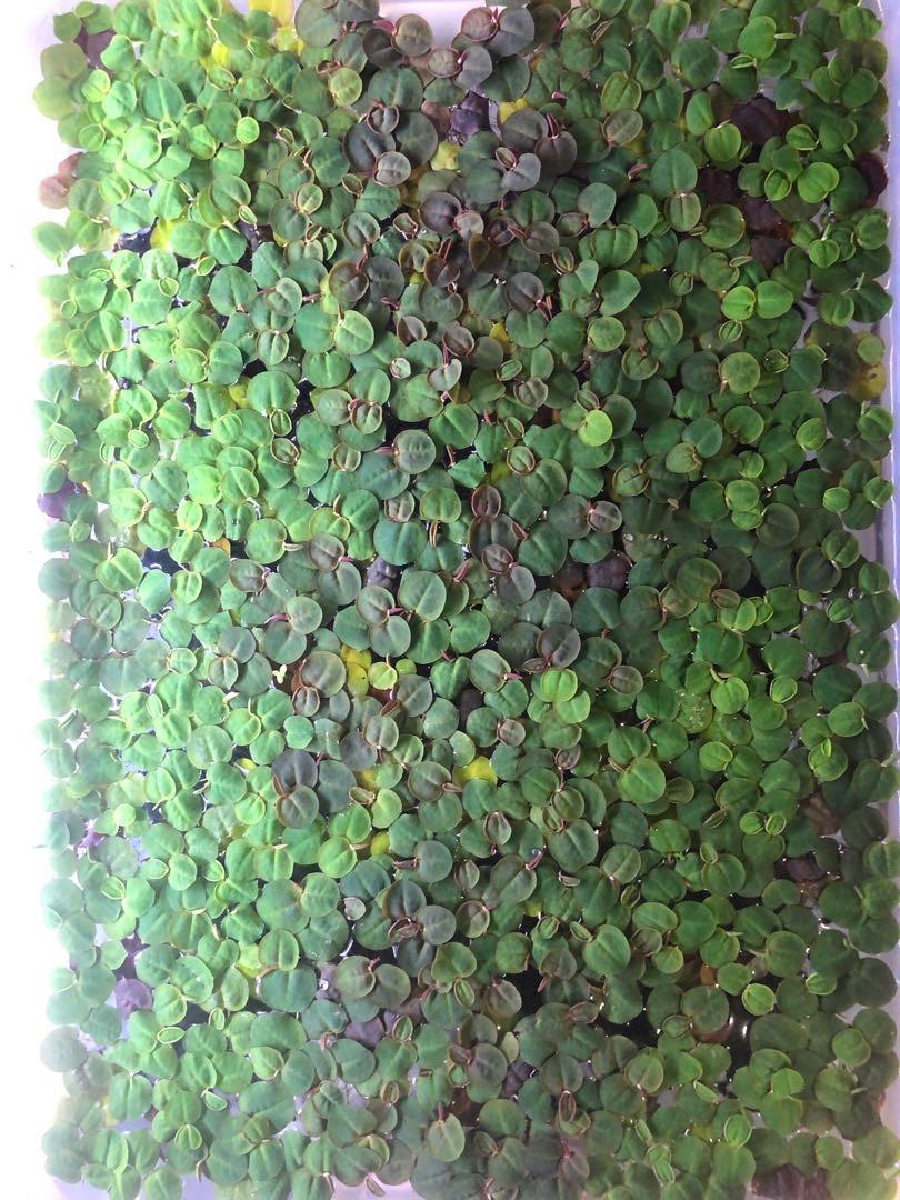Red root floaters (Category: Plants & Seeds) located in Singapore. Submitted by cheesecream (Listing ID 1033761821, Image 1). Description: One palm size $1.50 Red root floaters provides natural cover for shrimp, skittish fish and even fry as well as another source of natural water filtration as the roots help absorb excess nutrients in the water column rather quickly..