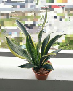 (Category: ) located in . Submitted by coco.property (Listing ID 1033876436, Image 1). Description: .