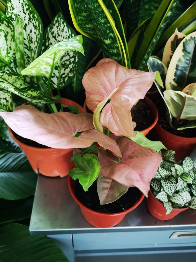 Weekday Sale Pink Syngonium Plant Original Price At 16 Very Cute Pink Heart Shape Healthy Plants Easy To Take Care Water Once Every 3 Day Loves Indirect Sunlight Gardening Plants On Carousell Regular price sale price 16.00 myr. weekday sale pink syngonium plant original price at 16 very cute pink heart shape healthy plants easy to take care water once every 3 day loves
