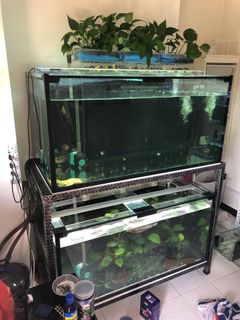 (Category: ) located in . Submitted by pterophyllum (Listing ID 1034092328, Image 1). Description: .