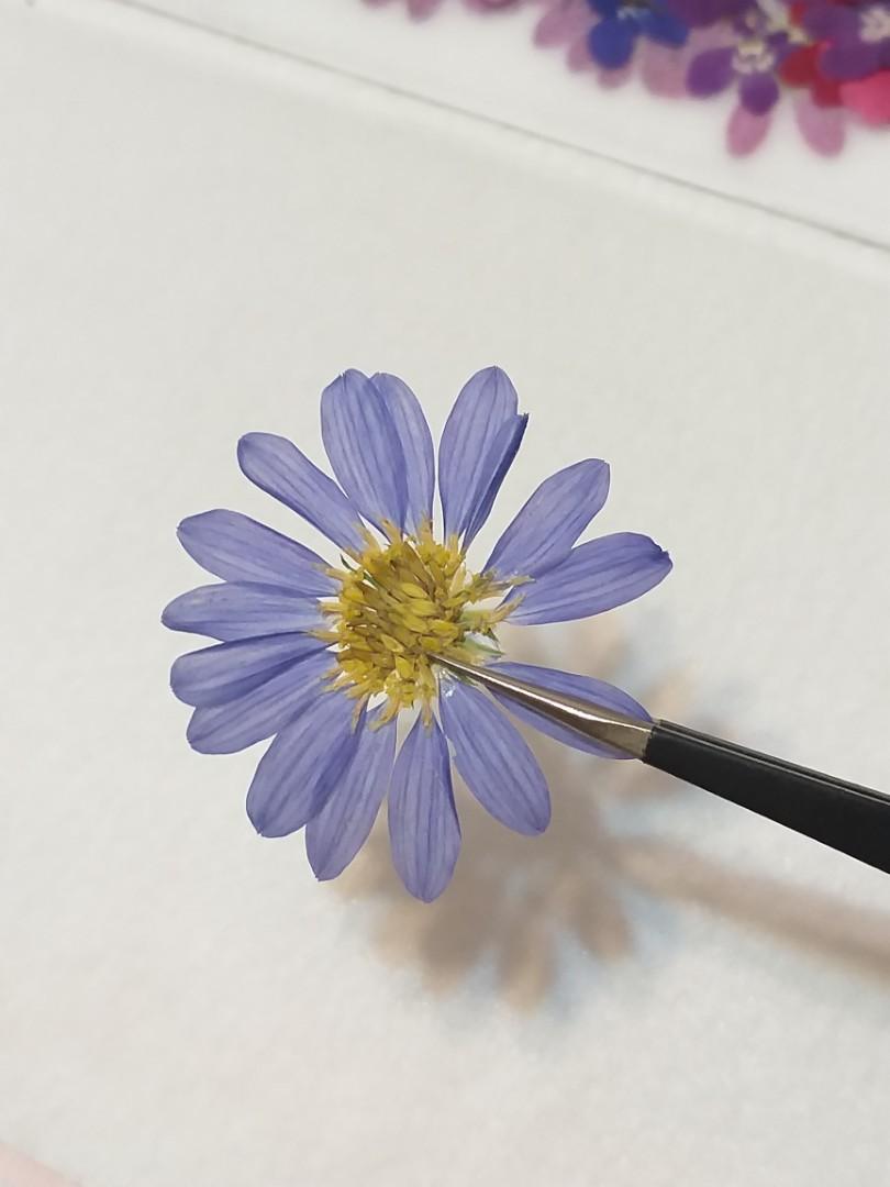 日本押花野春菊日本手作材料花畫乾花心意卡滴膠水晶膠uv膠ab膠封入物浮游花乾花飾物 興趣及遊戲 手作 自家設計 文具及工藝