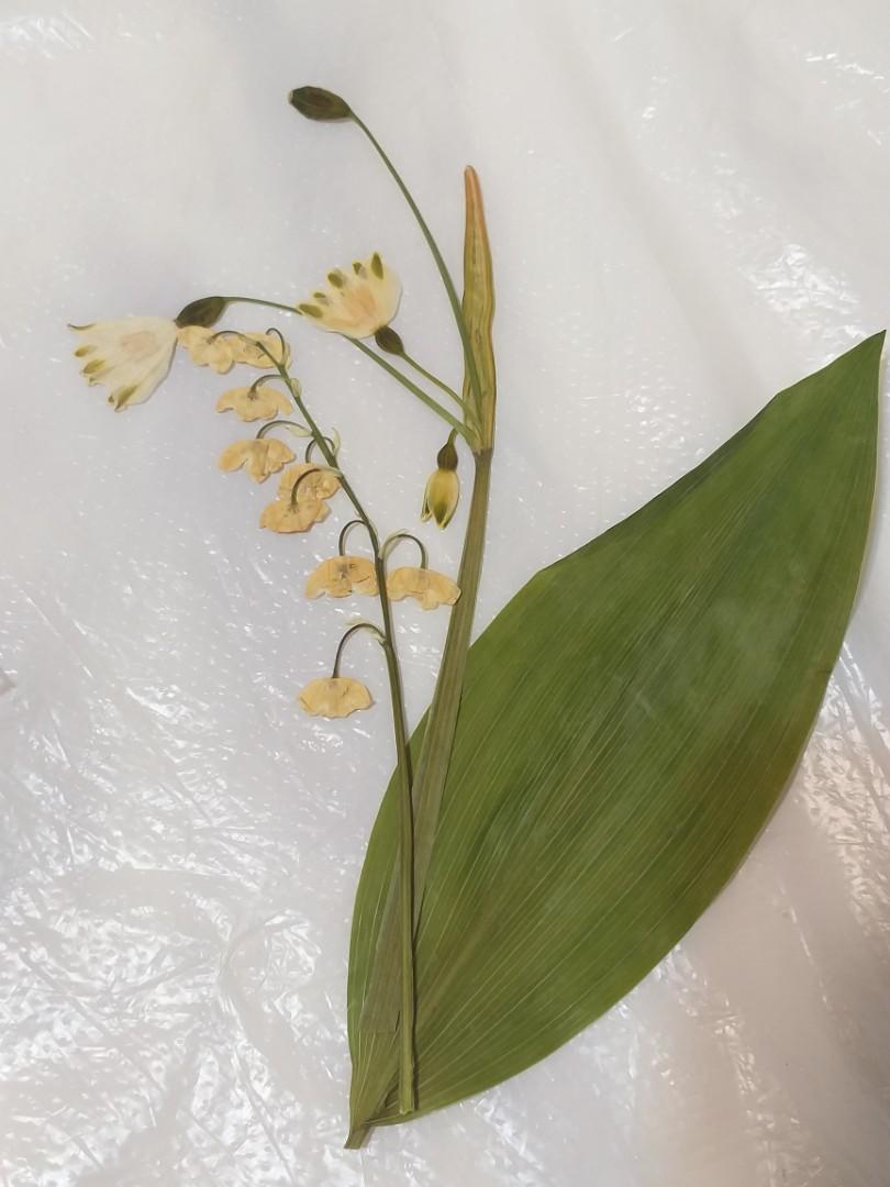 日本押花鈴蘭日本手作材料花畫乾花心意卡滴膠水晶膠uv膠ab膠封入物浮游花乾花飾物 手作 自家設計 手作產品