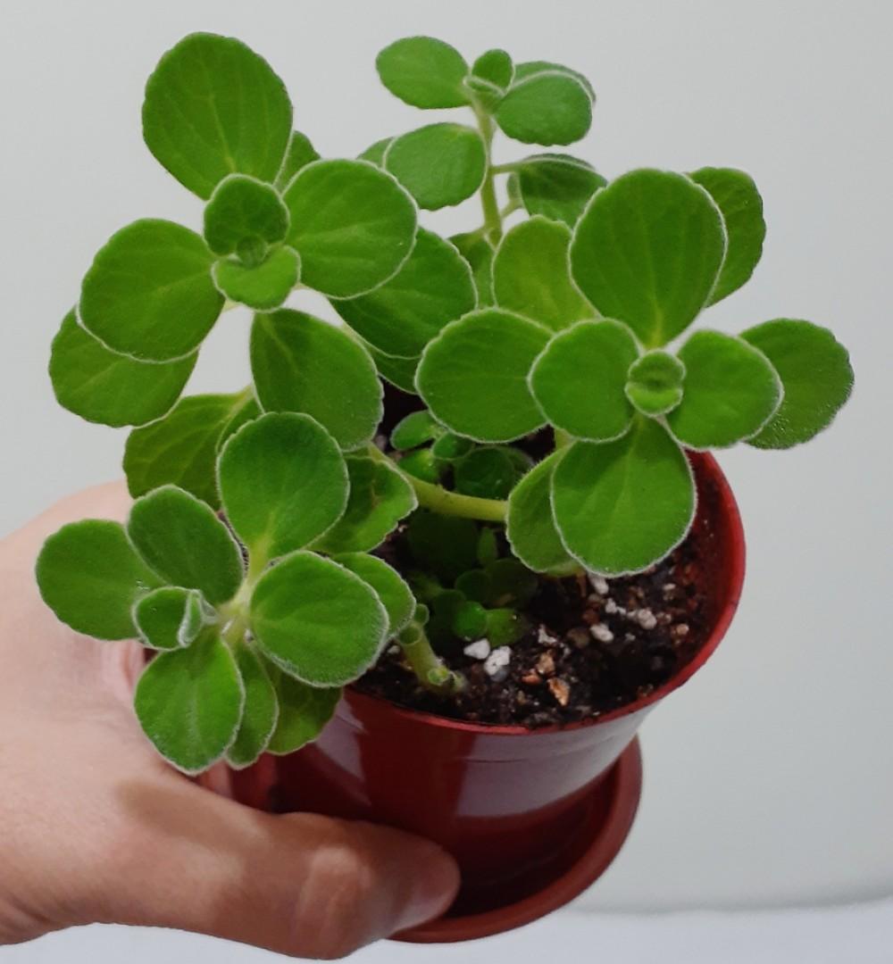 碰碰香 食用香草植物小盆栽小葉到手香左手香可沖茶煲湯舒緩喉嚨痛herbal Plants 傢俬 家居 Gardening Plants Carousell 碰碰香 食用香草植物小盆栽小葉到手香左手香可沖茶煲湯舒緩喉嚨痛herbal Plants 傢俬 家居 Gardening Plants Carousell