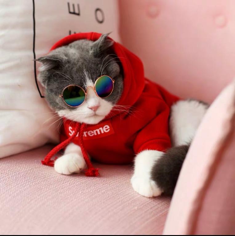 Cat top supreme hoodie