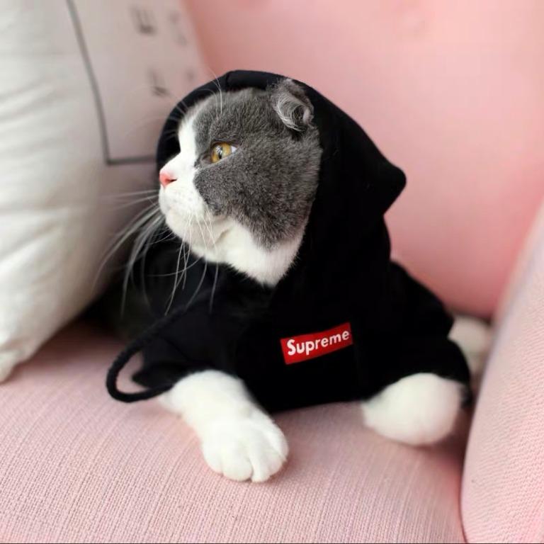 Supreme hoodie for cat store