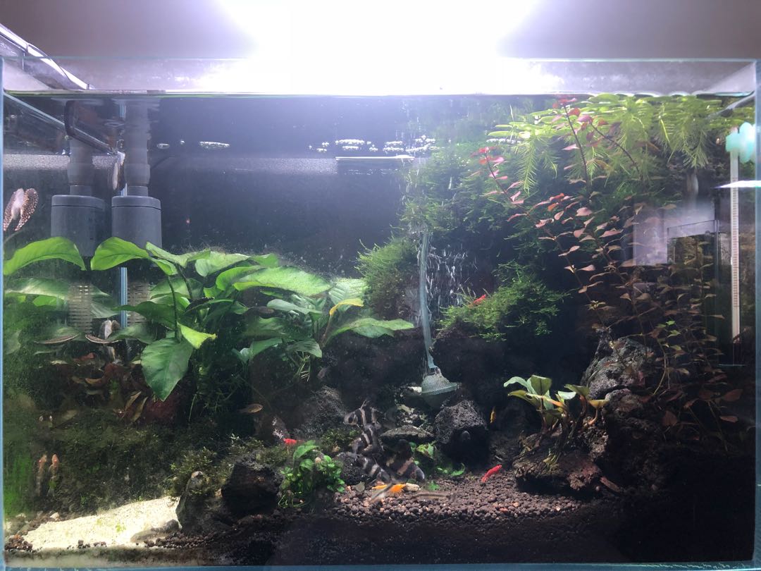 Fish Planted Sand Waterfall Tank Pet Supplies Homes Other Pet