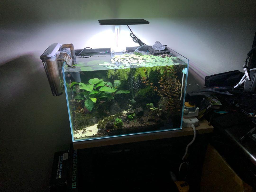 Fish Planted Sand Waterfall Tank