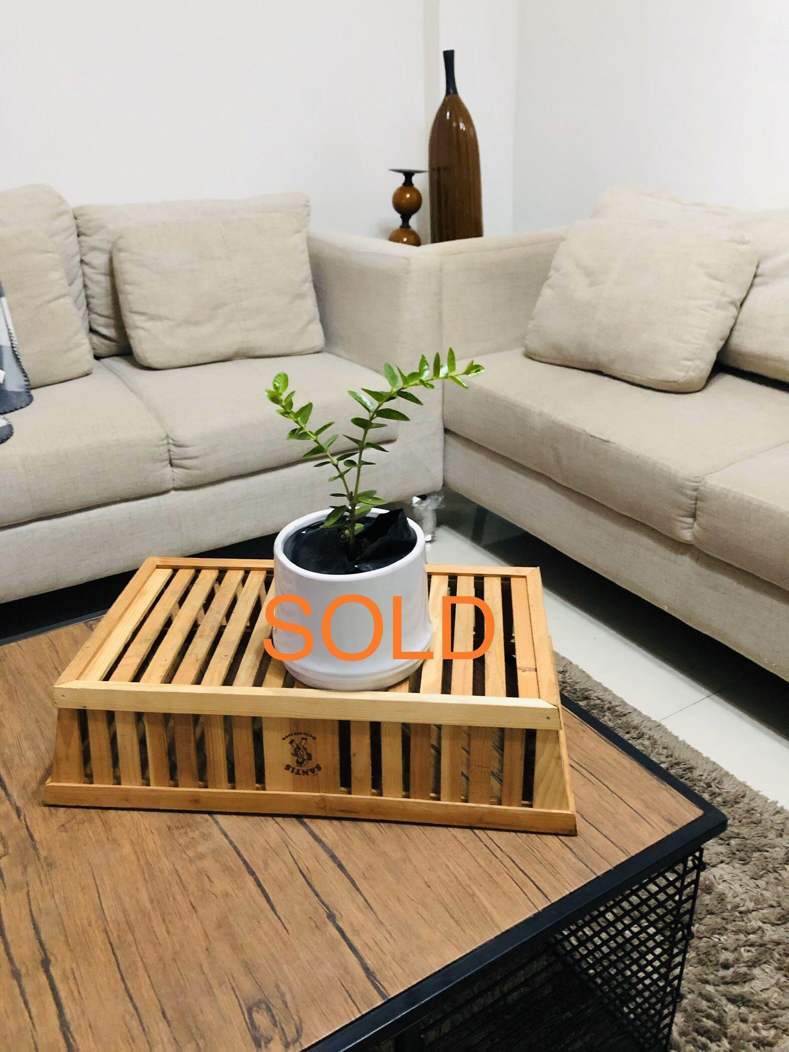 Hoya Cumingiana Hoya Millionaire Plant Furniture Home Living Gardening Plants Seeds On Carousell Today we talk about my picks for the top 5 hoya i recommend growing. hoya cumingiana hoya millionaire