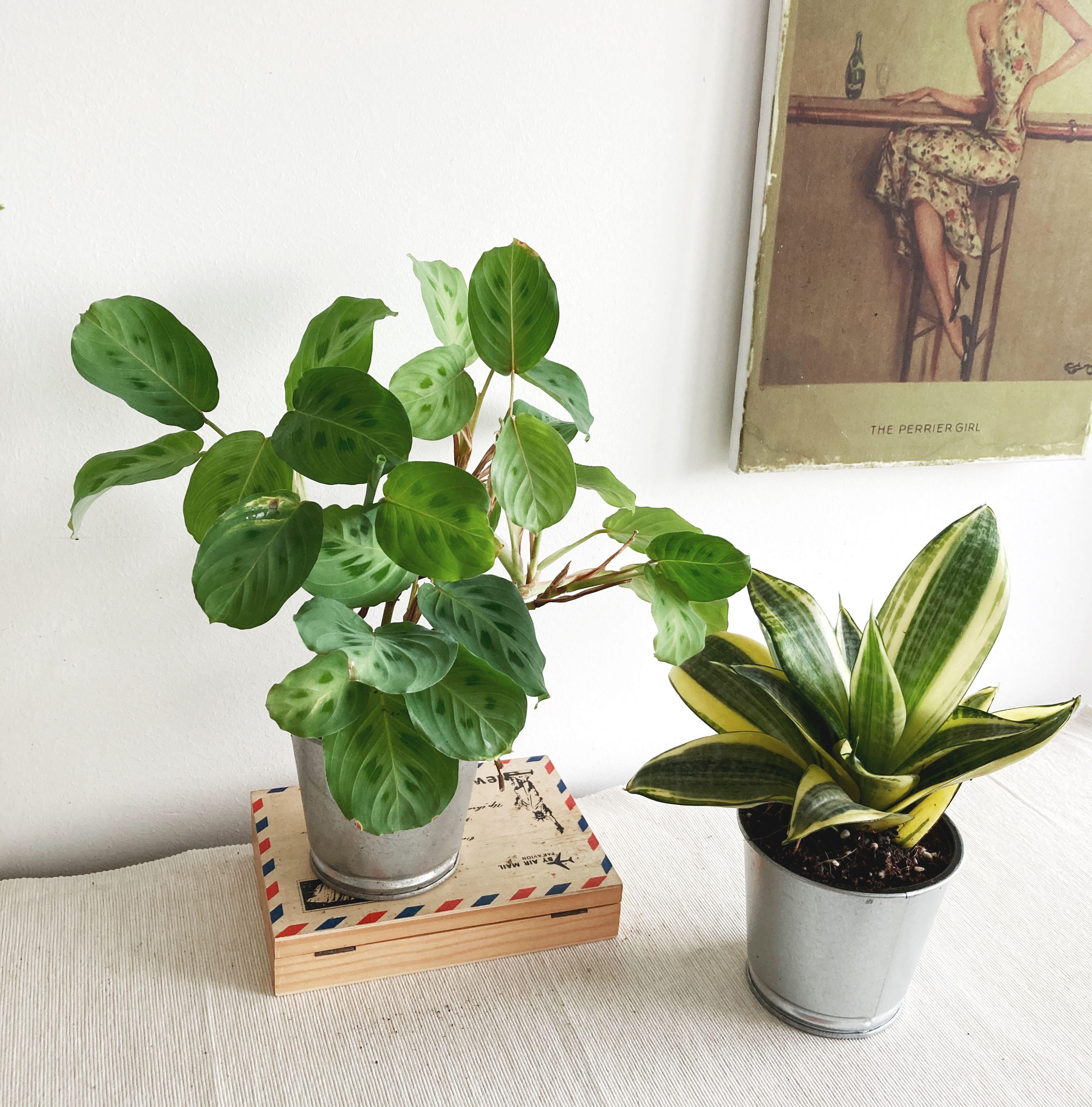 Clearance Plant Pot Planter Indoor Plant Terra Cotta Ikea Pot Houseplant Nordic Garden Gardening Plants On Carousell
