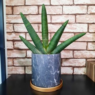(Category: ) located in . Submitted by rumah.plants (Listing ID 1034168533, Image 1). Description: .