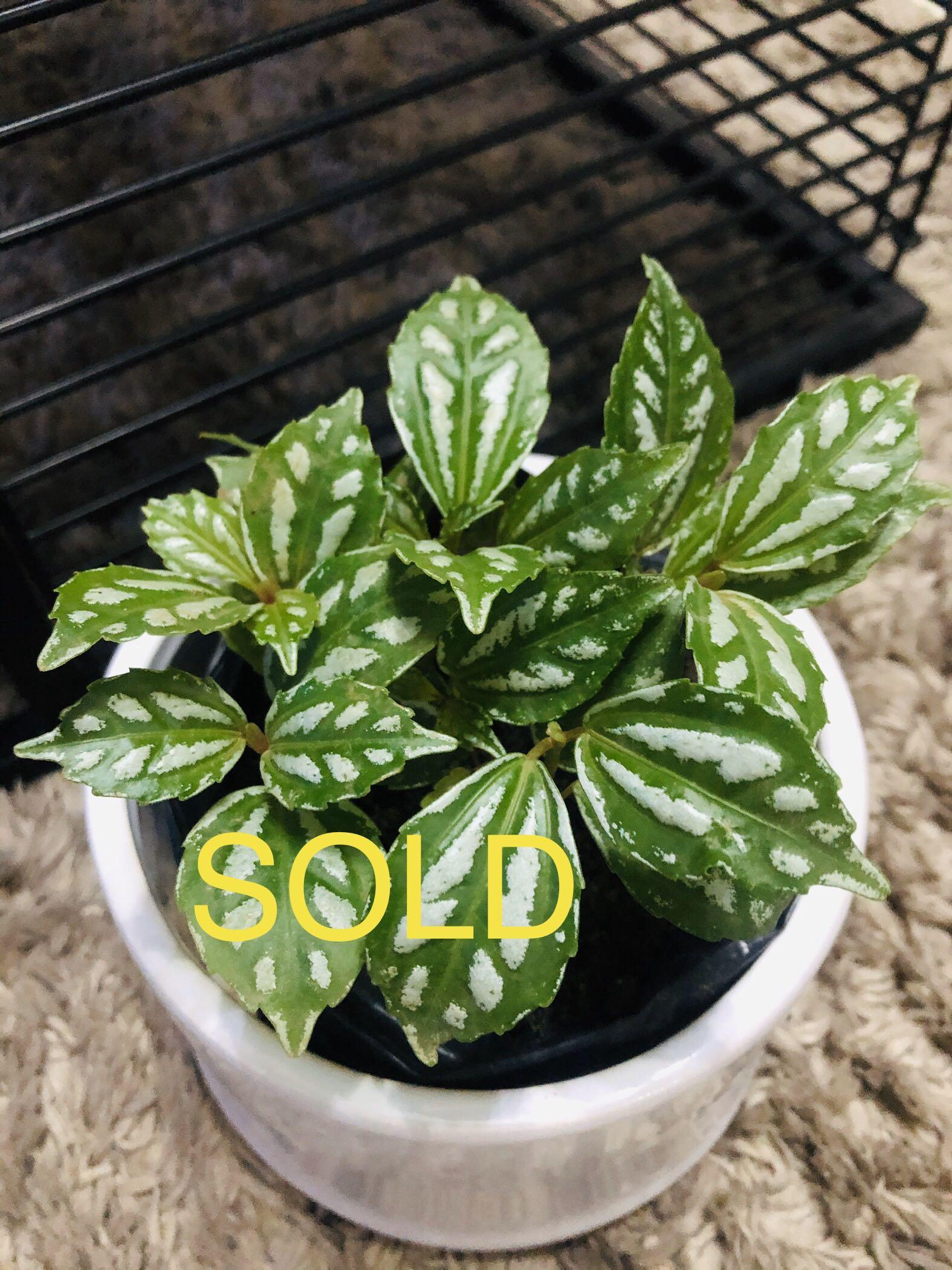 Watermelon Pilea Cadierei Silver Plant Gardening Flowers Plants On Carousell