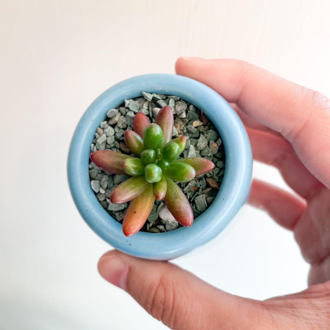 多肉植物虹之玉 10 傢俬 家居 Gardening Plants Carousell