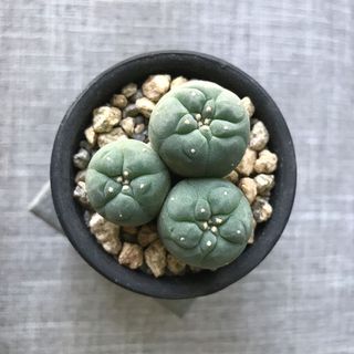 （分類：）位於 。 由 pristinelai 提交（商品編號 1059931526，圖片 1）。簡介： 。