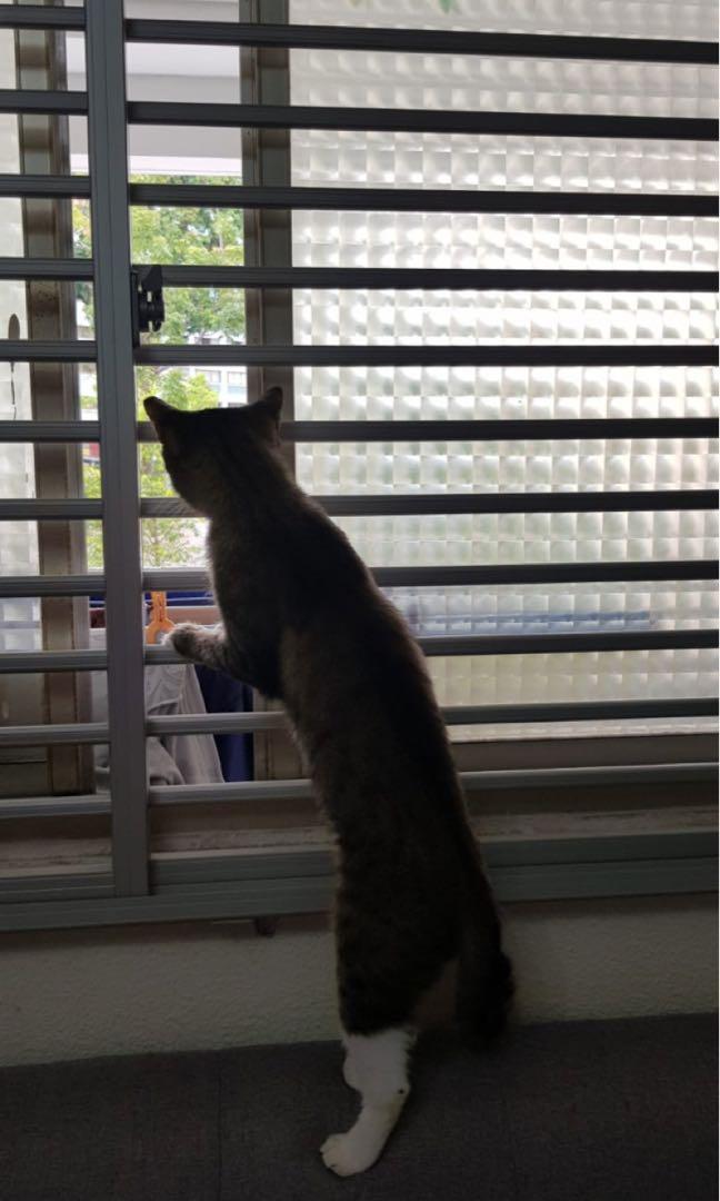 Cat proof grille62853069113731110