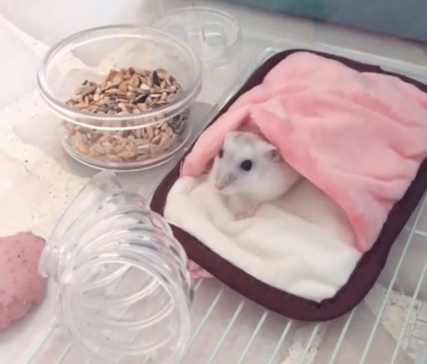 Hamster bed Pet Supplies Homes Other Pet Accessories on Carousell