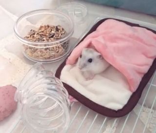 (Category: ) located in . Submitted by heypawsclaws (Listing ID 1059907680, Image 1). Description: .