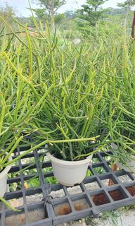 (Category: ) located in . Submitted by urban.cultivar (Listing ID 207338992, Image 1). Description: .