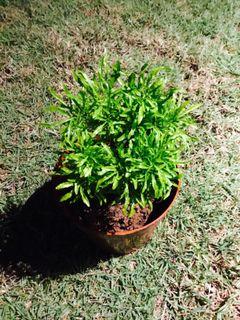 wormwood | Gardening | Carousell Singapore wormwood | Gardening | Carousell Singapore