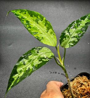 （分類：）位於 。 由 thelostforest 提交（商品編號 1061808662，圖片 1）。簡介： 。