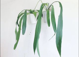 （分類：）位於 。 由 thegreenroom 提交（商品編號 1061914372，圖片 1）。簡介： 。