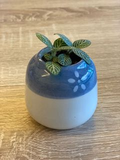 (Category: ) located in . Submitted by quteplants (Listing ID 1061762051, Image 1). Description: .