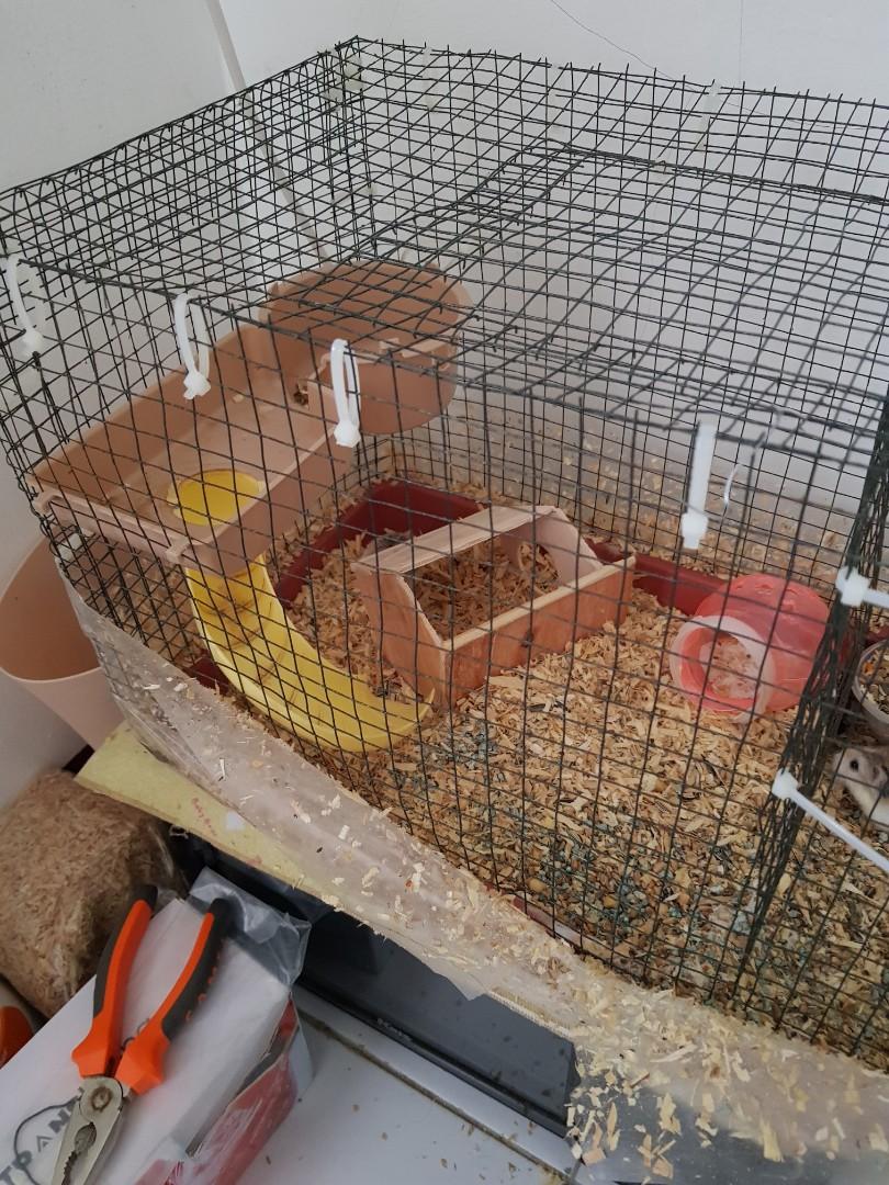 Kandang Hamster Beserta Hamster Nya