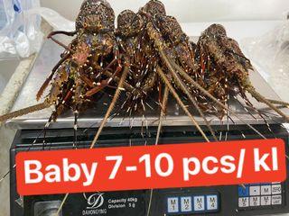 FRESH LOBSTERS ( From Palawan and Roxas )