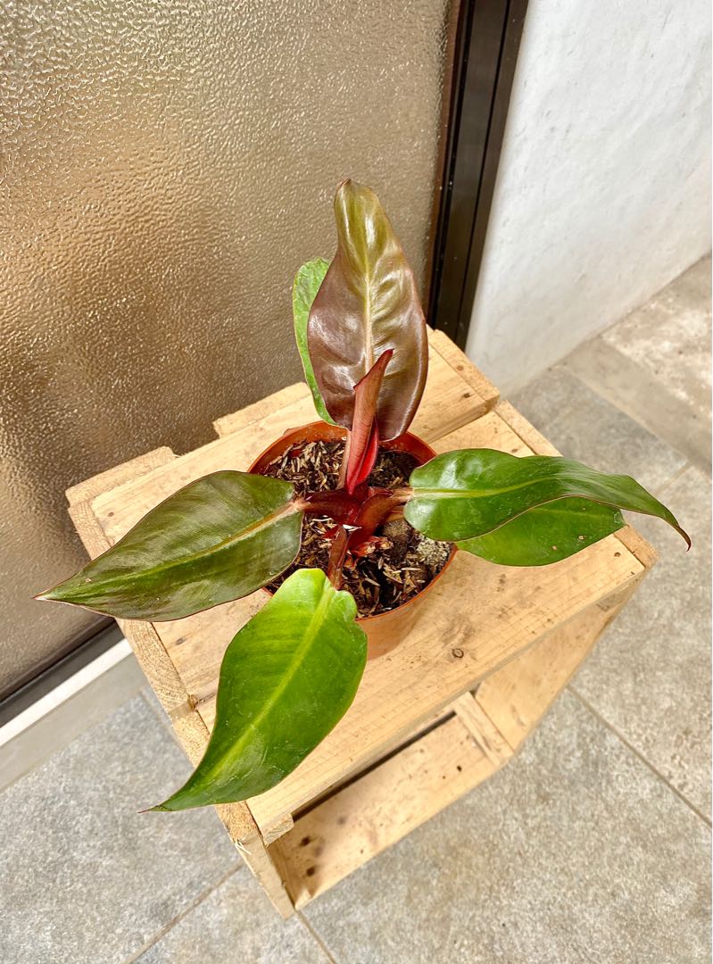 Philodendron Red Sun Furniture Home Living Gardening Plants Seeds On Carousell