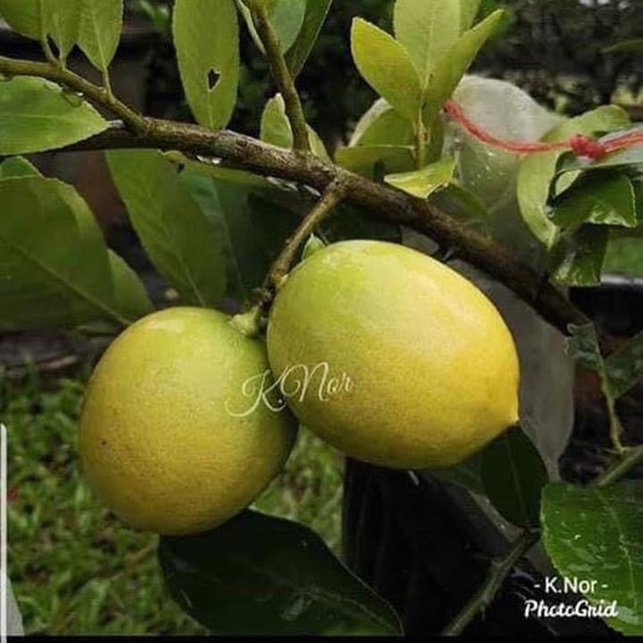 Pokok Lemon Seedless Home Furniture Gardening On Carousell