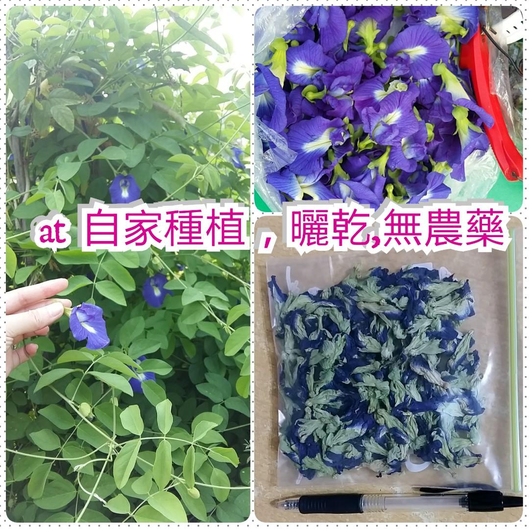 包郵 蝶豆花8g 可送種子 傢俬 家居 園藝 植物及種子 Carousell