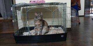 (Category: ) located in . Submitted by raden7200 (Listing ID 1061956337, Image 1). Description: .