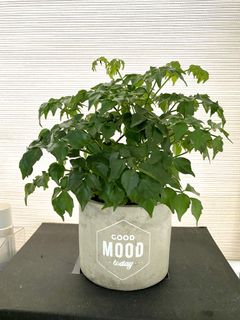 (Category: ) located in . Submitted by potsnplants (Listing ID 1061991468, Image 1). Description: .