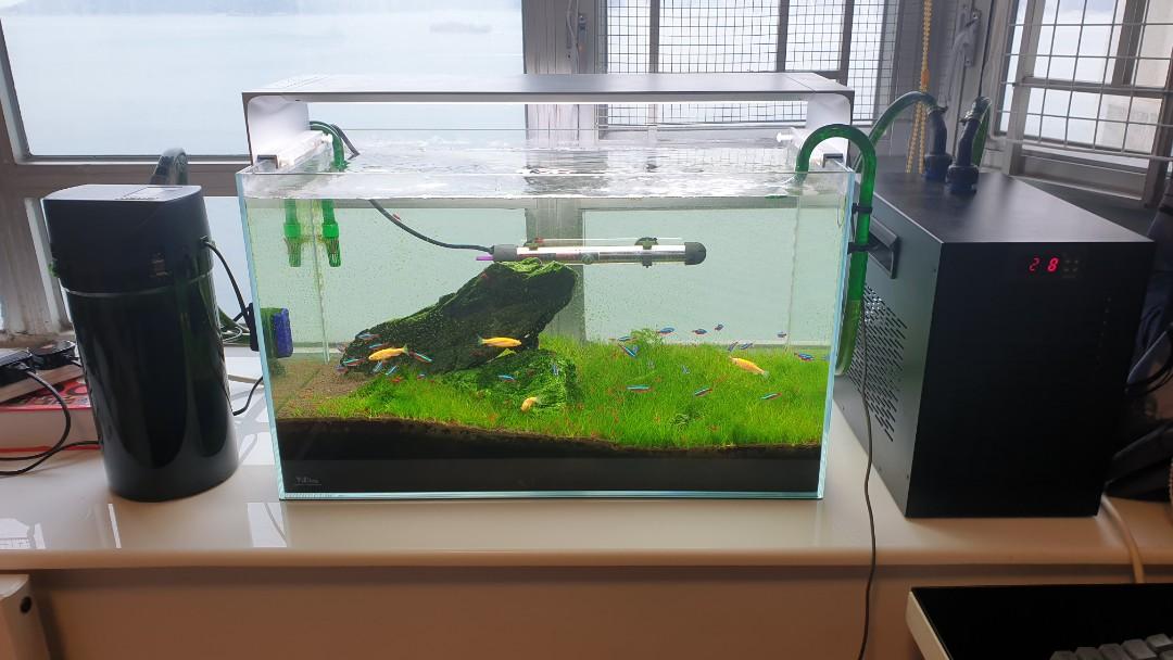 全套完整60cm魚缸 連魚蝦 價錢可議complete Mature 60cm Fish Tank With Livestock Price Negotiable 寵物用品 寵物家品及其他 Carousell