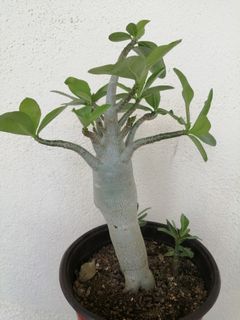 (Category: ) located in . Submitted by e-garden (Listing ID 1062097262, Image 1). Description: .