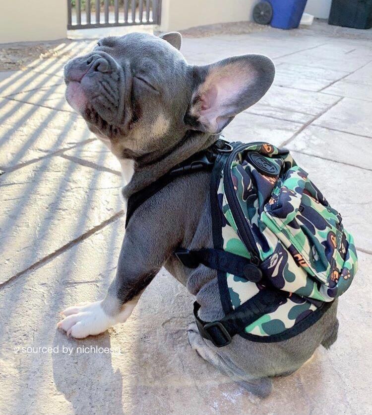 bape dog backpack