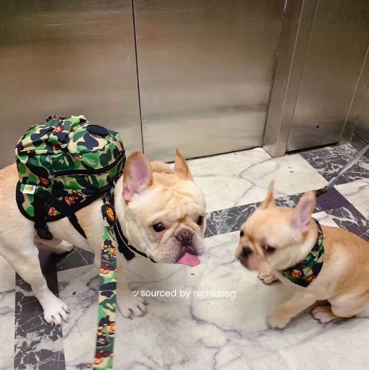 bape dog backpack