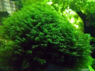 (Category: ) located in . Submitted by shrimp_pet (Listing ID 1062156907, Image 1). Description: .