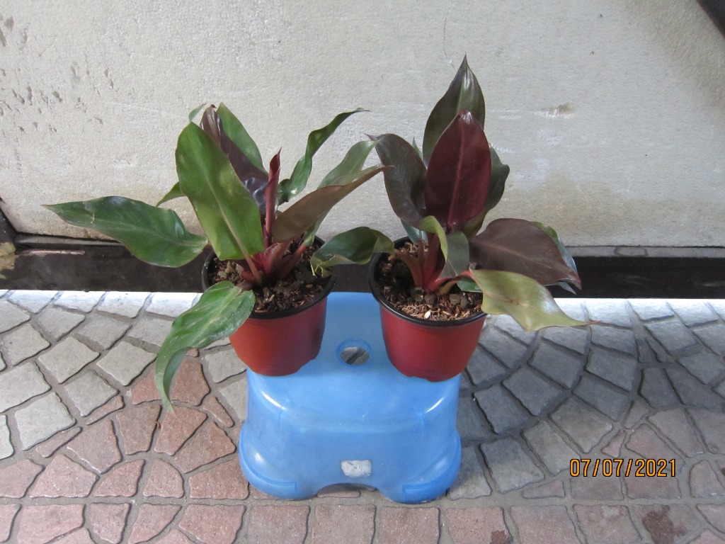 Philodendron Red Sun Furniture Home Living Gardening Plants Seeds On Carousell