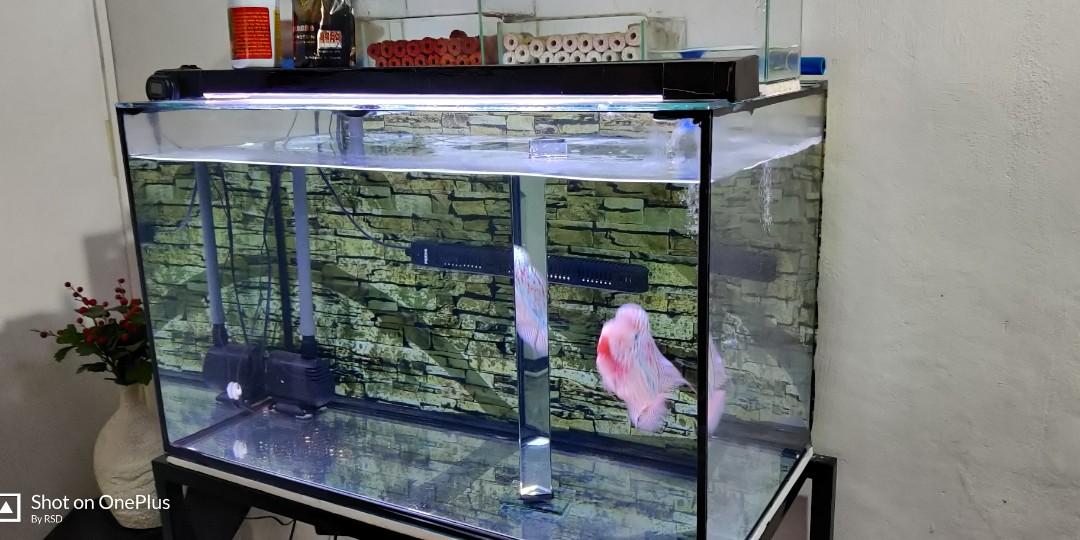 aquarium 35gallons