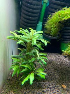 (Category: ) located in . Submitted by shrimp_pet (Listing ID 1062433940, Image 1). Description: .