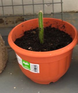 (Category: ) located in . Submitted by snowsp (Listing ID 1062438499, Image 1). Description: .